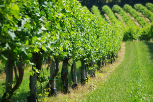 Podere Broletto - Photo 2